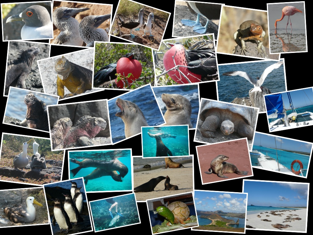 Travel Galapagos Animals (1)