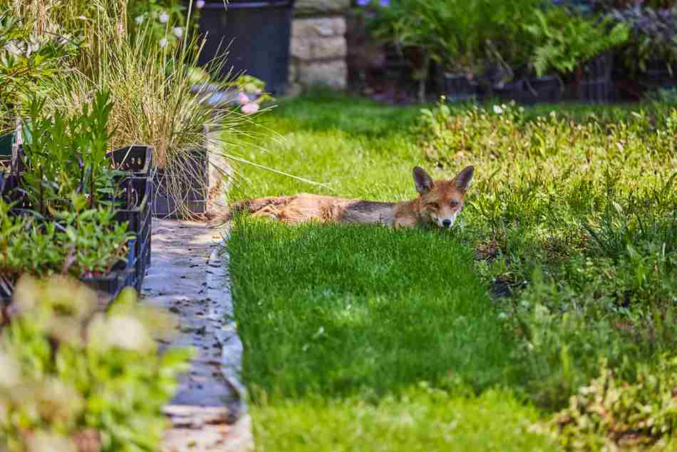 A Fox In The Rhodes House Gardens