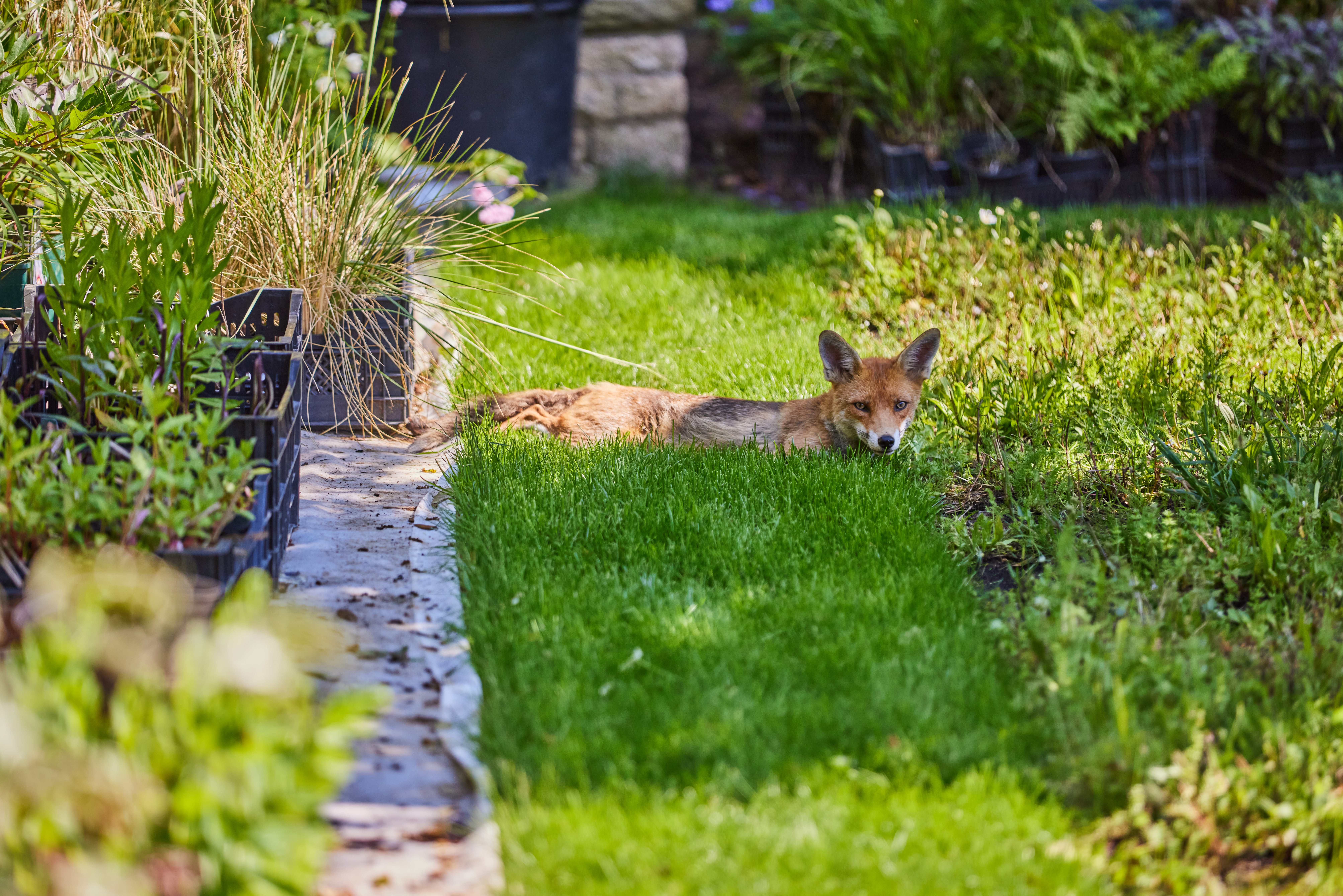 A Fox Laying In The Rhodes House Gardens