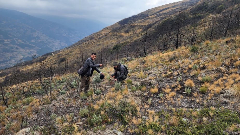 How to restore the highest forests on Earth