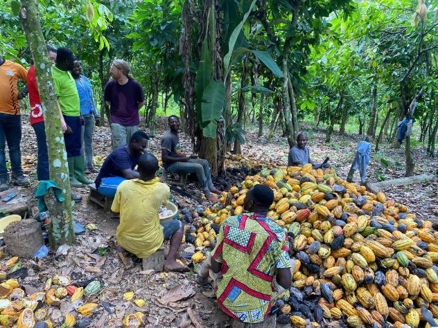 How agroforestry systems influence cocoa sustainability
