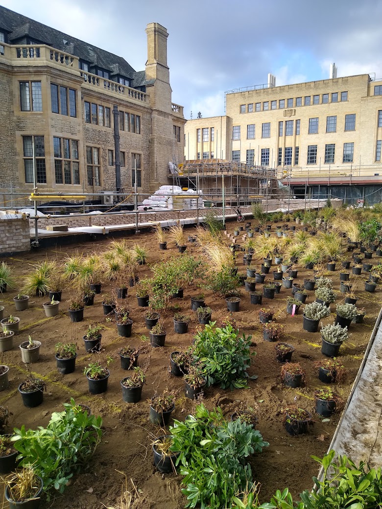 Planting in the Rhodes House East Terrace 