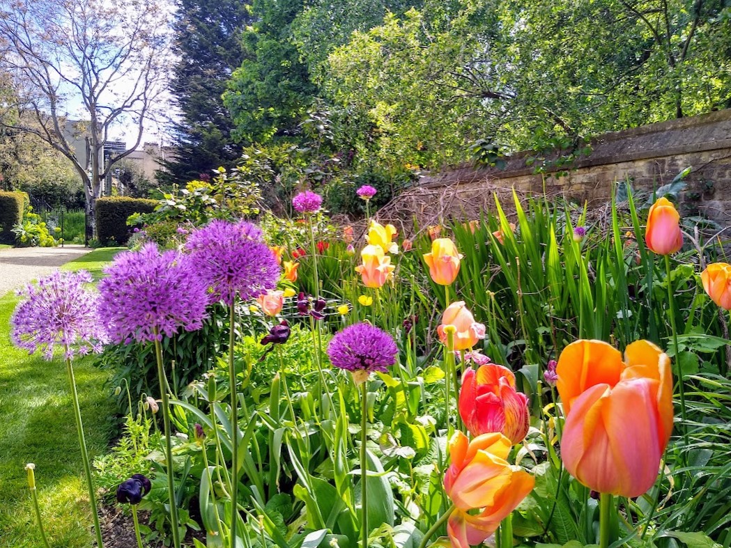 Flower border with purple and orange flowers and back wall of the Rhodes House garden. 