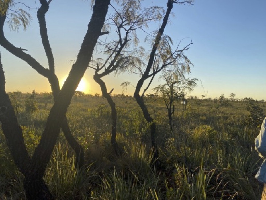 KJ Trees