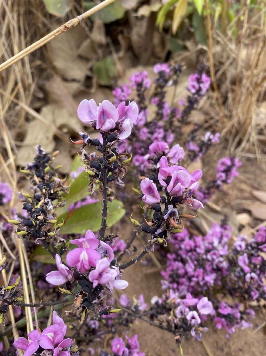 KJ Andira Humilis