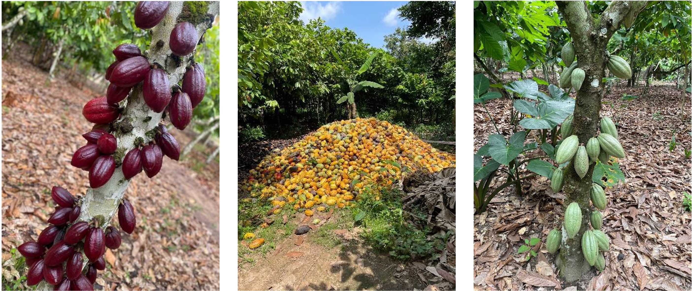 LL Cocoa Farms