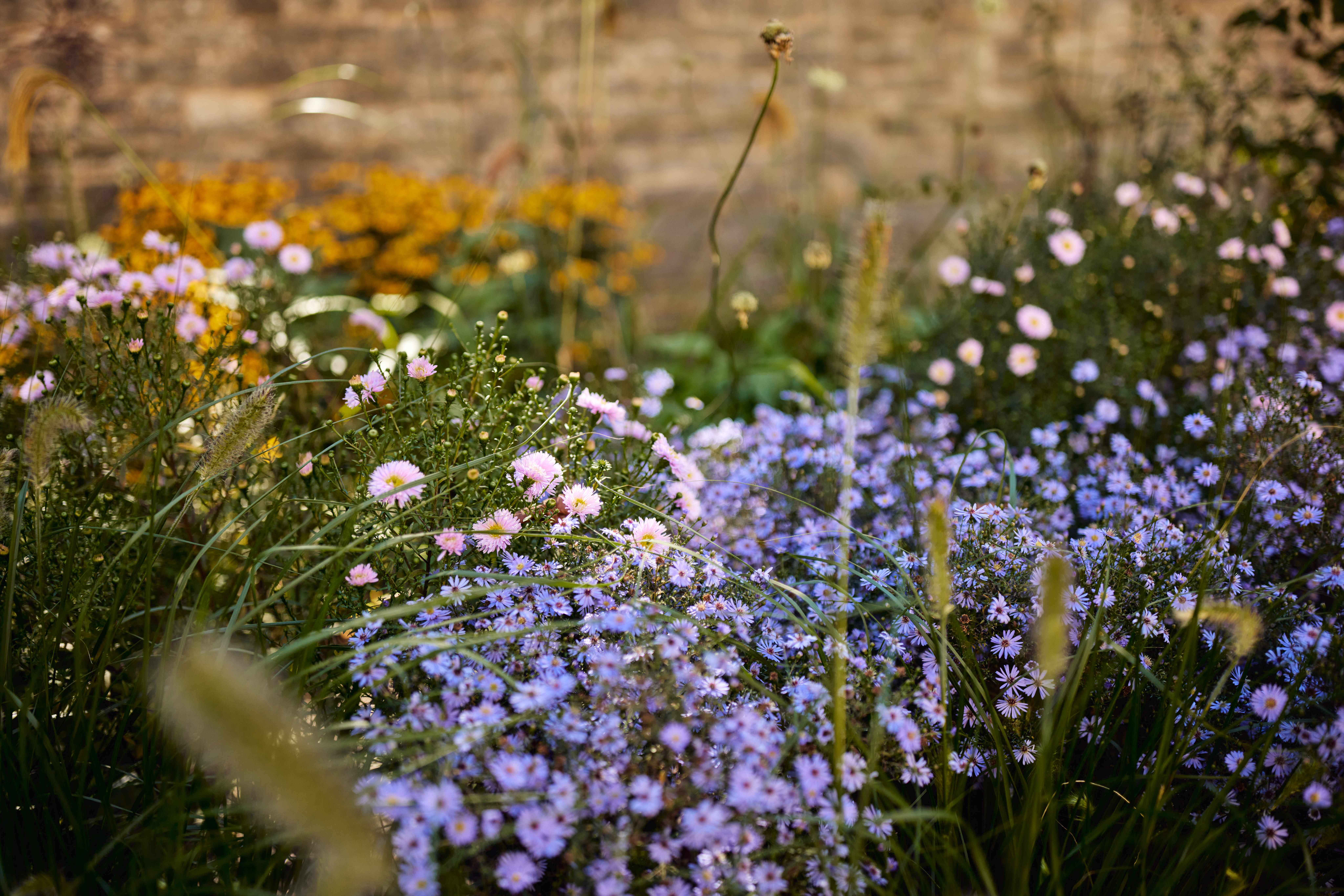 Wildflowers