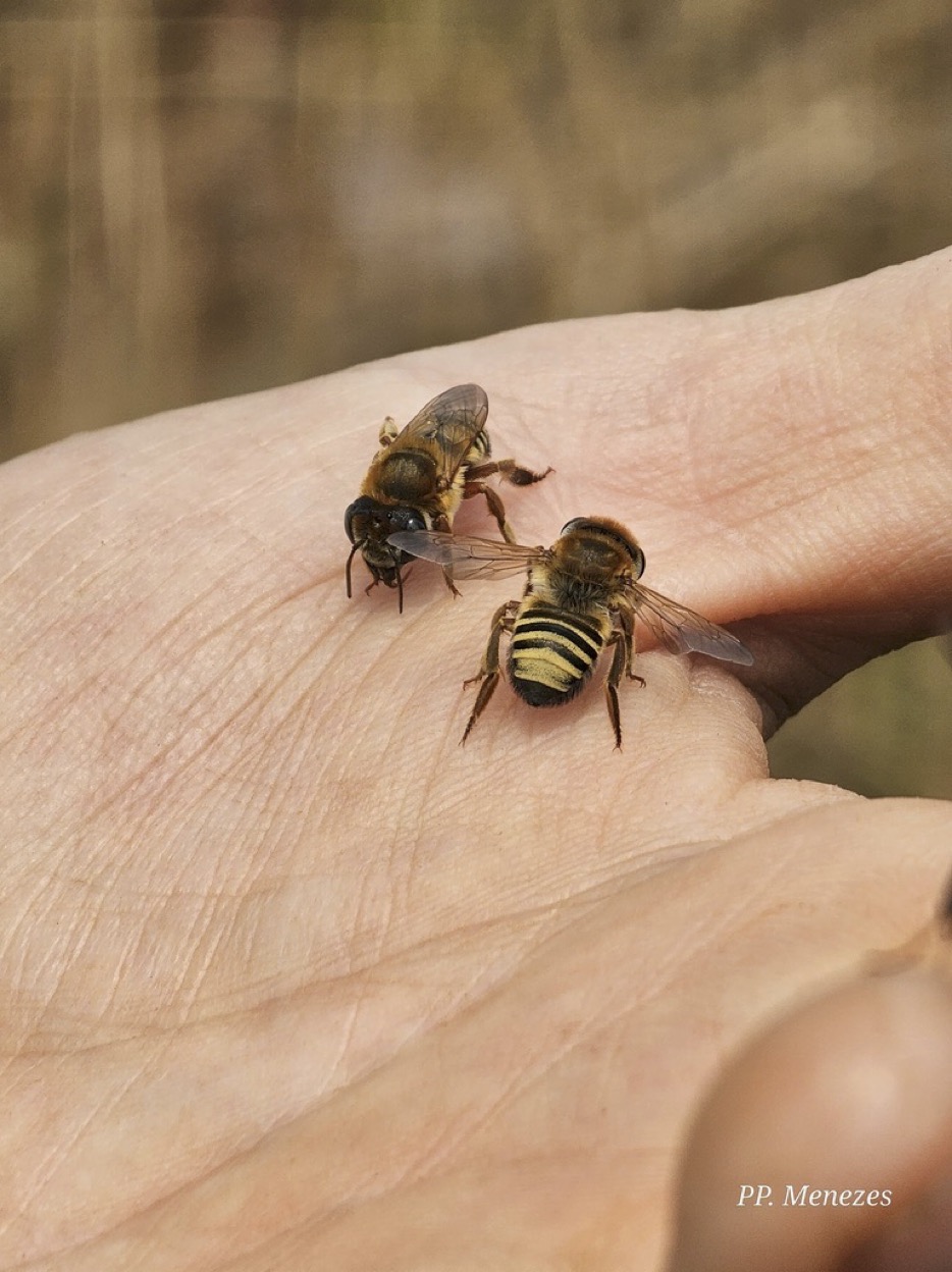 KJ Leaf Cutter Bees