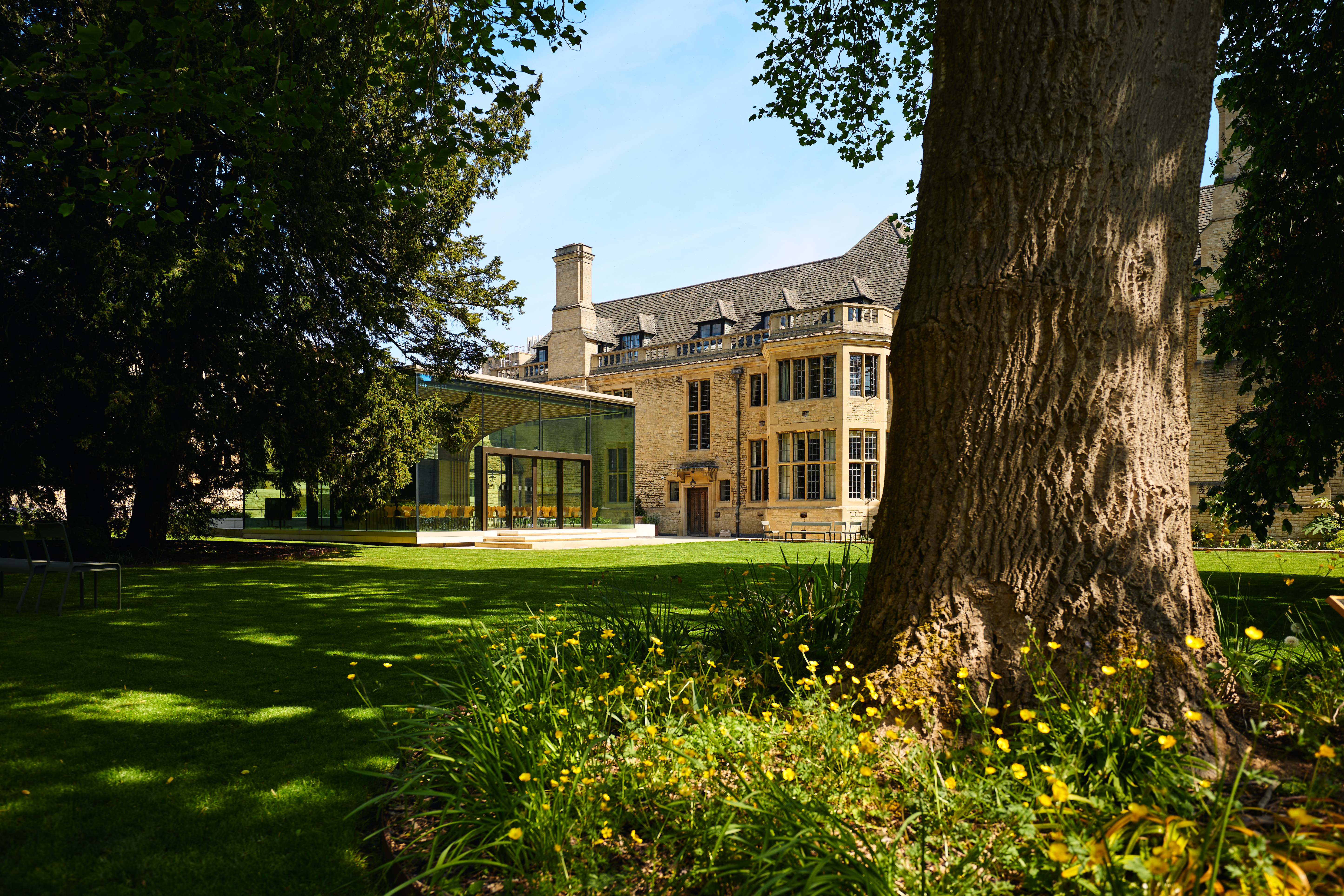 Rhodes House Glass Pavilion and lawn in the sunshine with a large tree and yellow flowers in the foreground.
