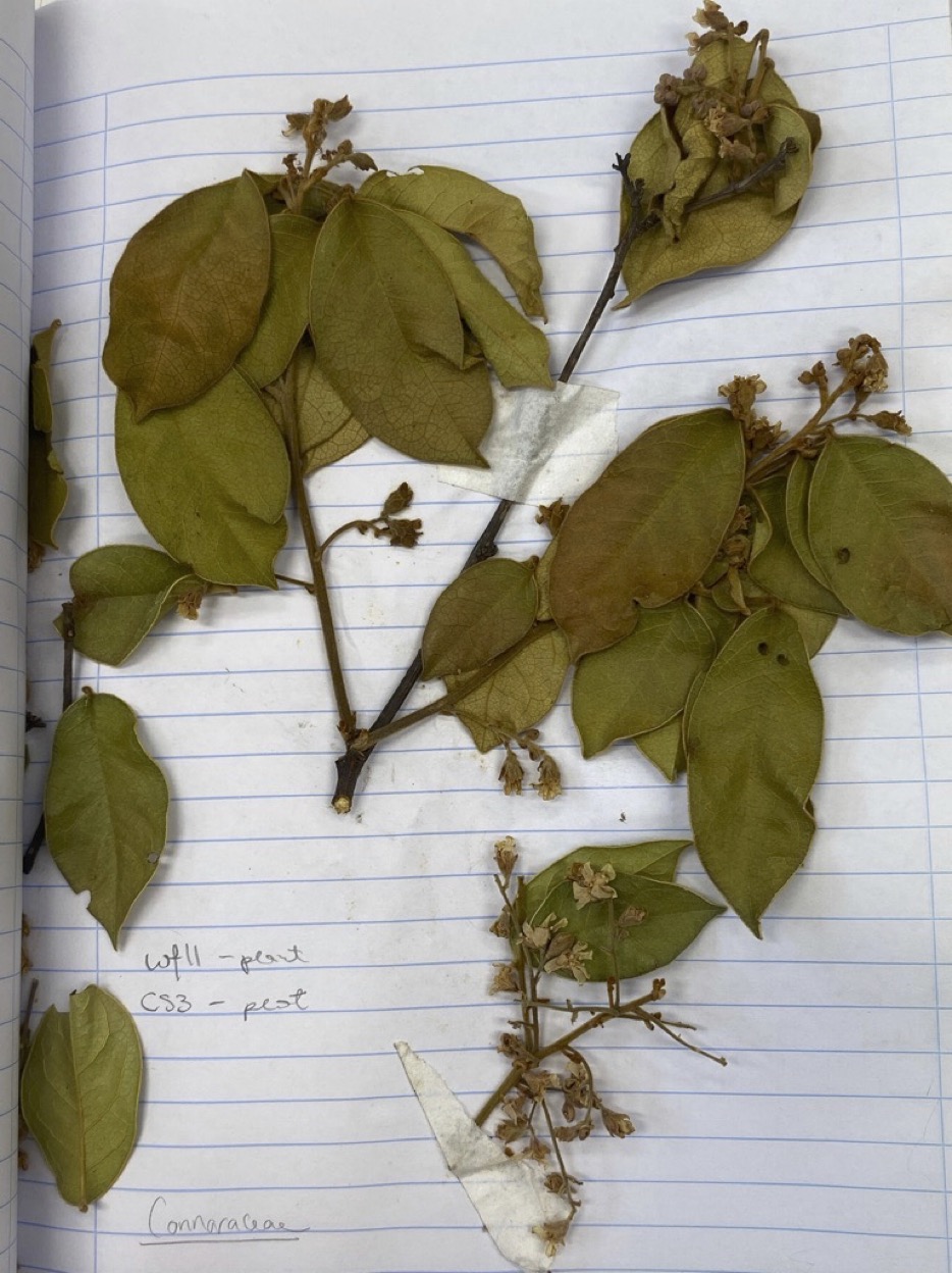 KJ Plant Samples