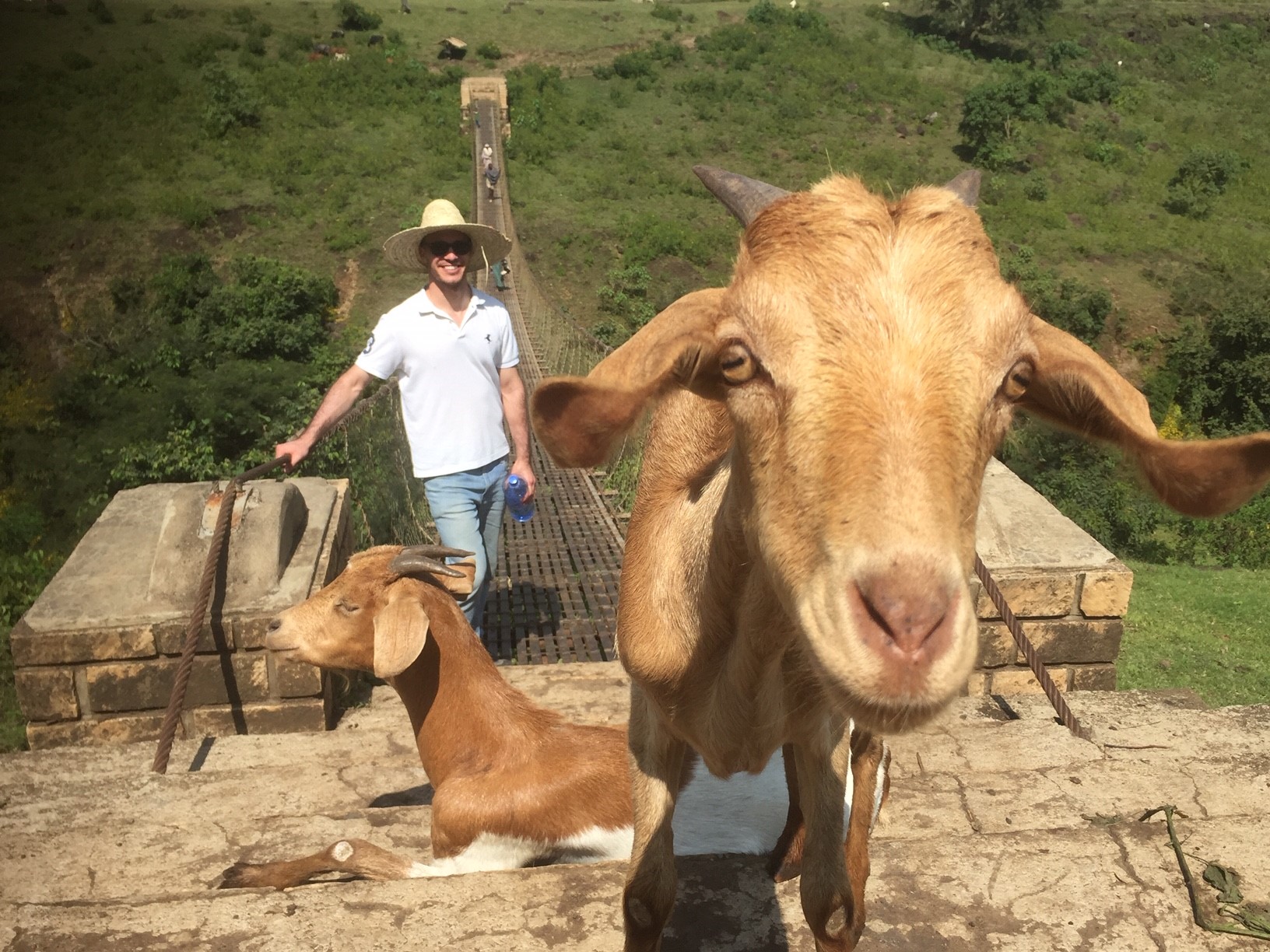 Goats In Ethiopia
