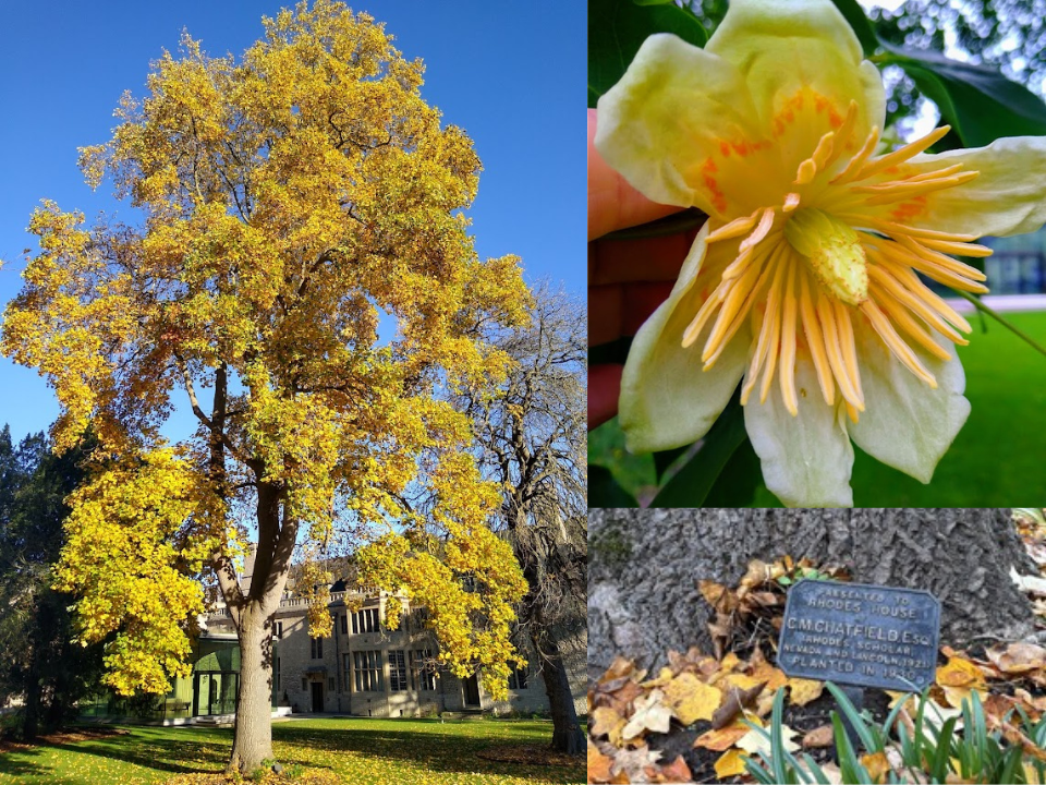 Charles Chatfield's Tree