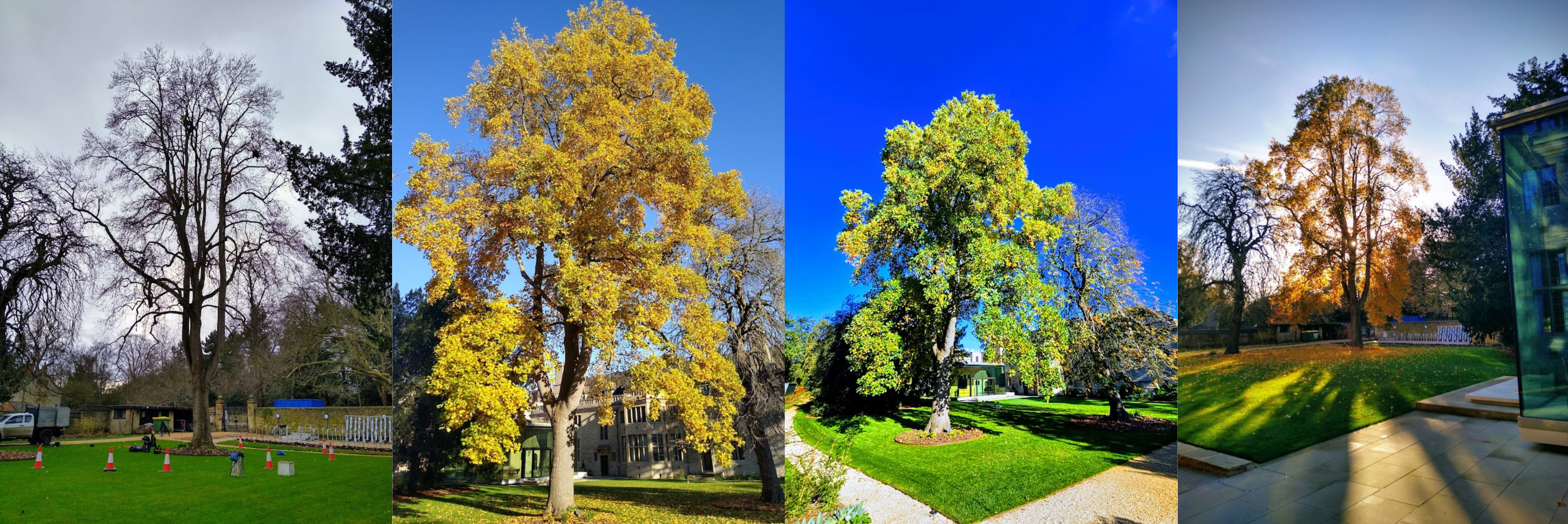 Tulip Tree (1)