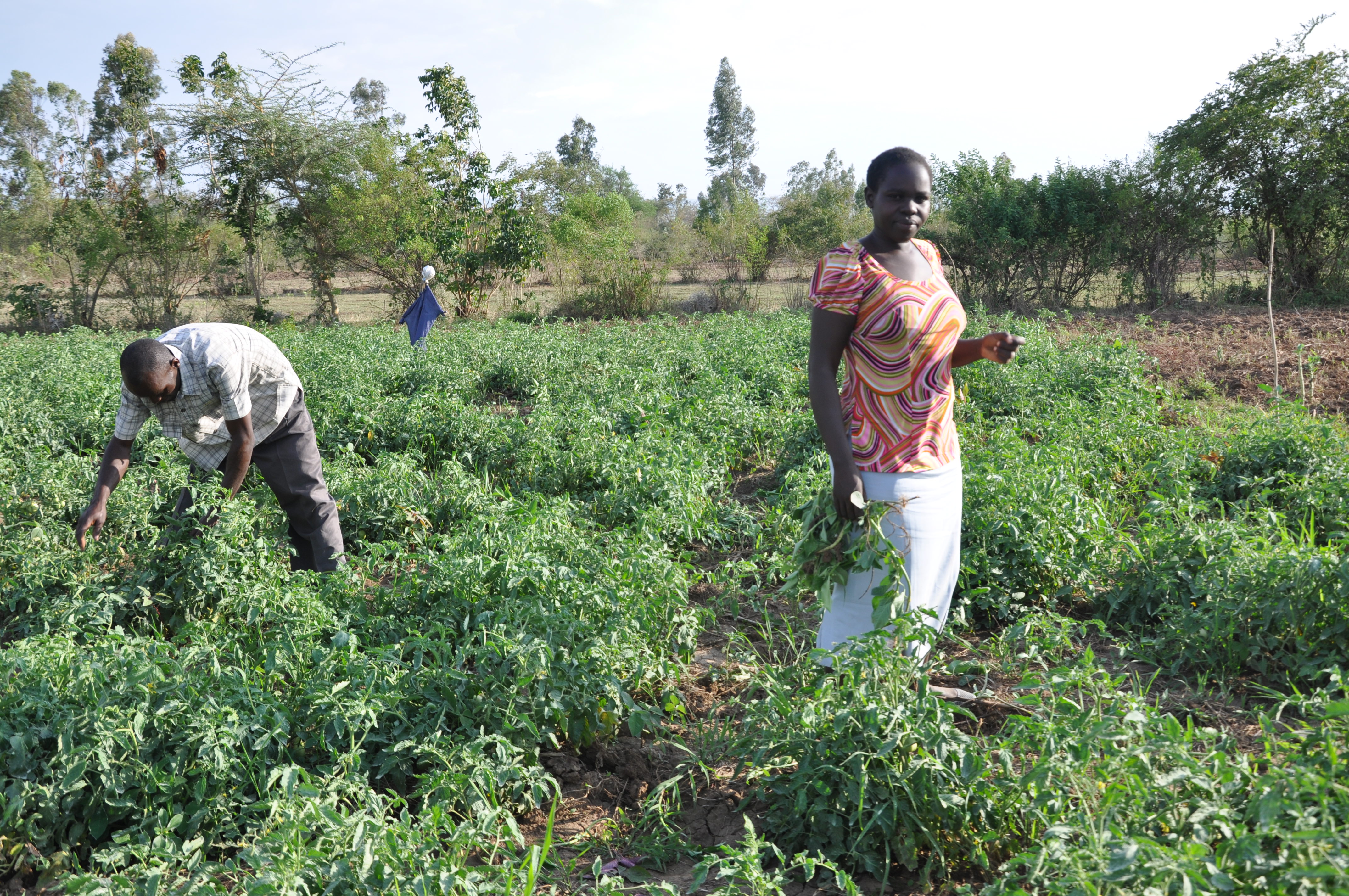 Kenyan Farmers