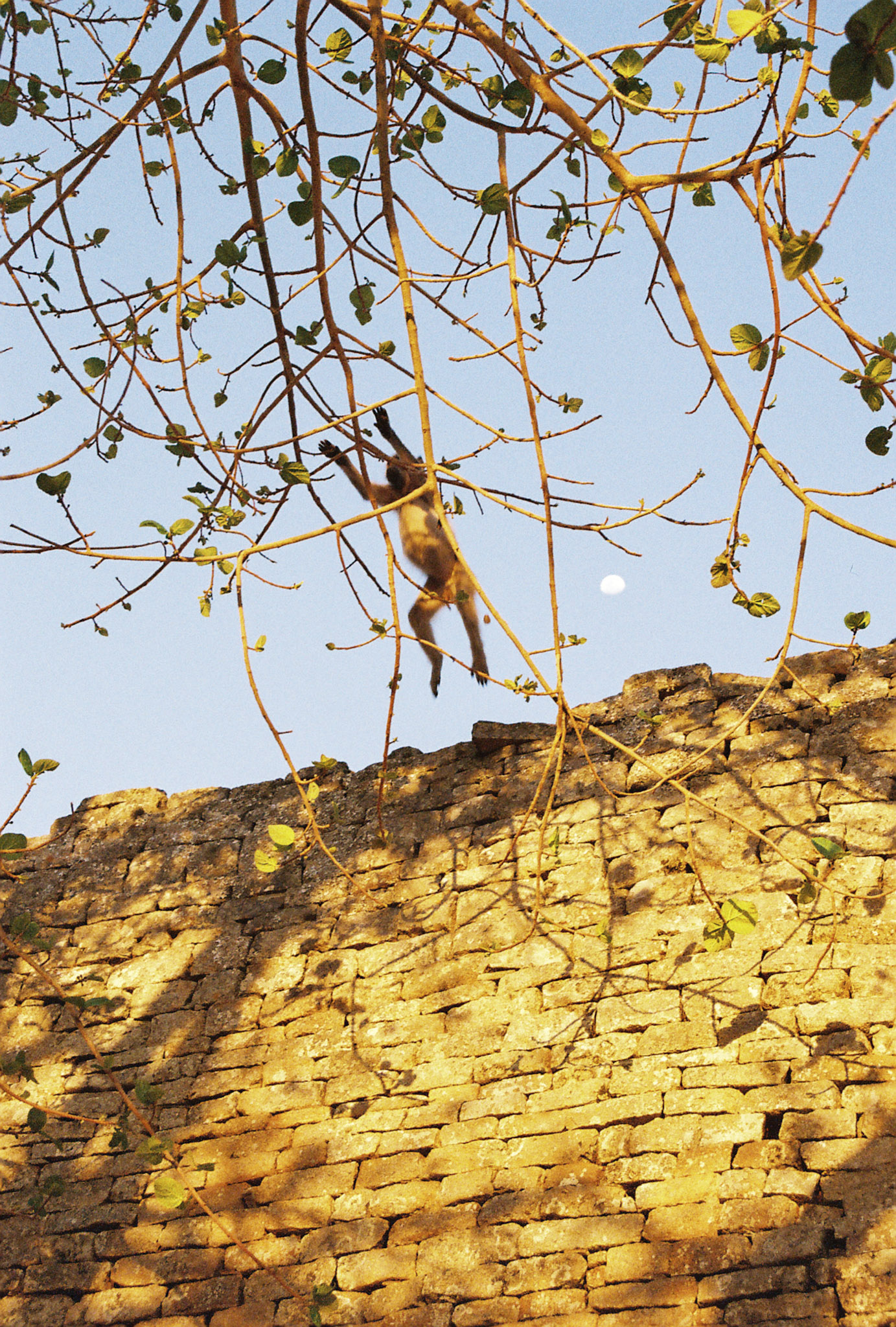A juvenile vervet monkey leaps limbs splayed from a centuries-old layered wall at the Hilltop Complex into the fragile arms of a slender branched tree. The white of the moon is clear, off-centre against a pale blue sky at golden hour.