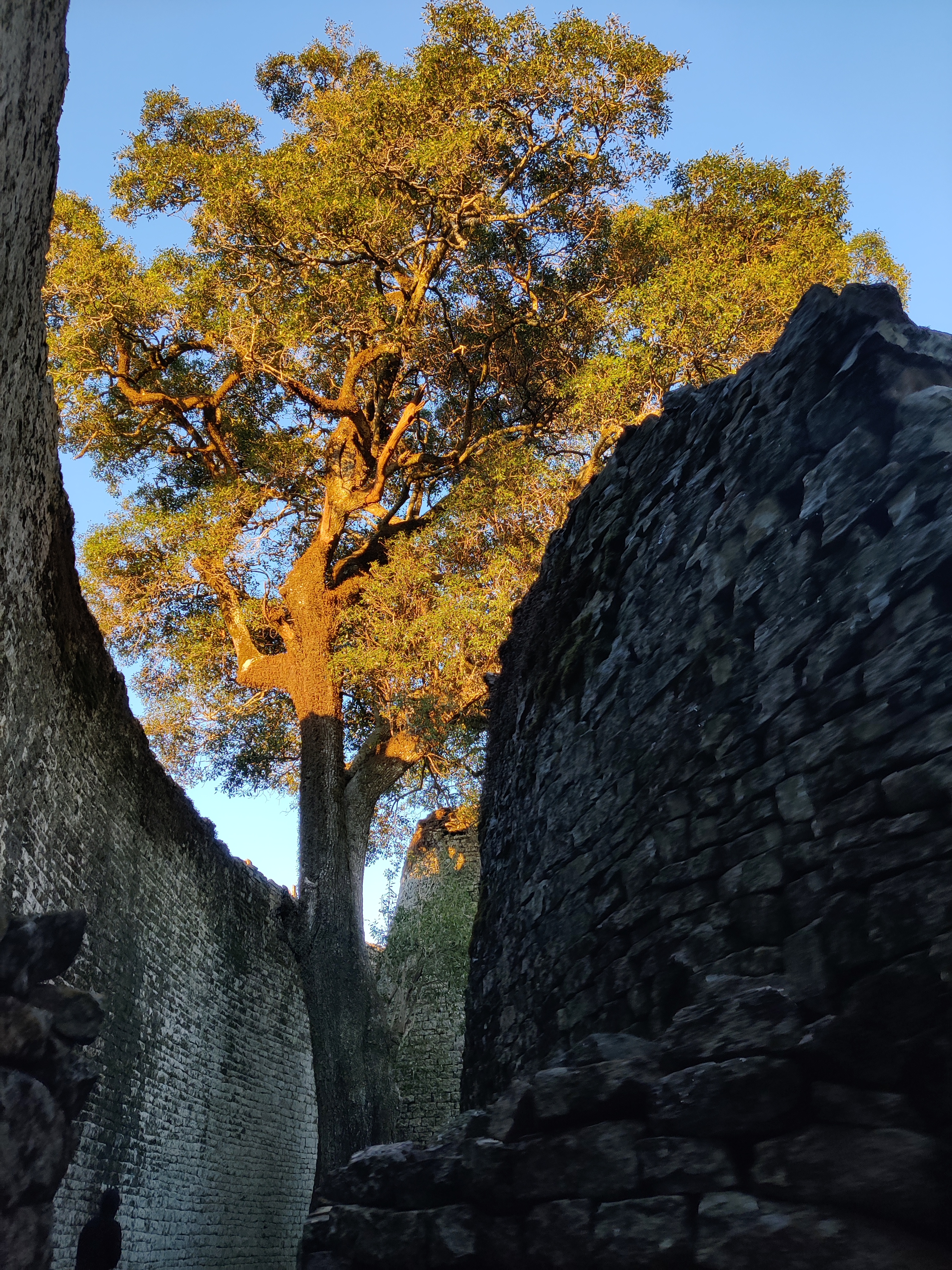 Trees growing within the curved enclosures of The Great Zimbabwe ruins, their trunks in shadows with their leaves in sunlight against blue skies.