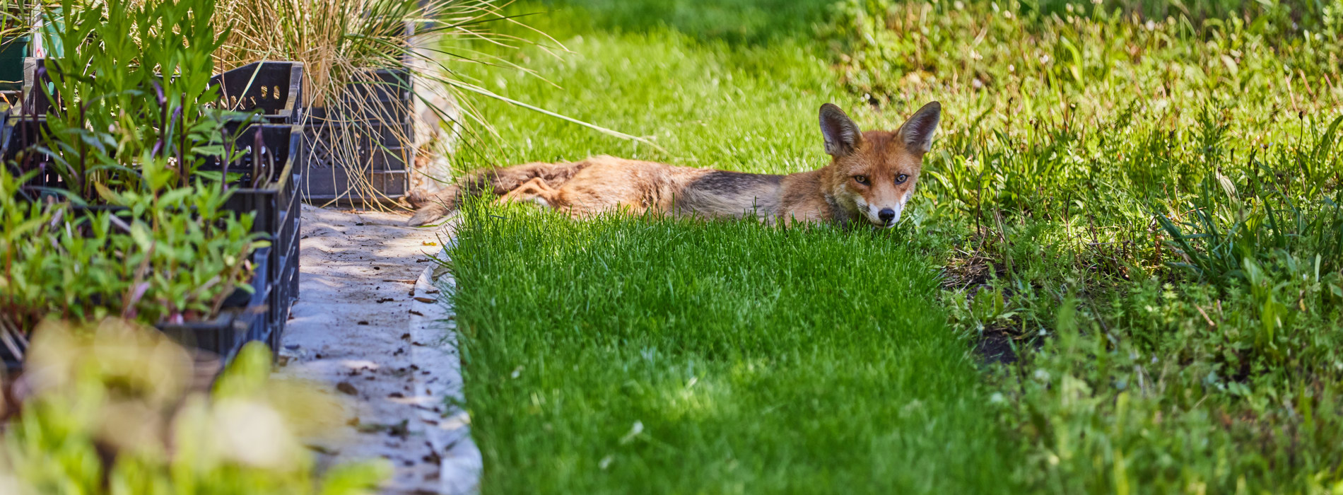 A Fox Laying In The Rhodes House Gardens