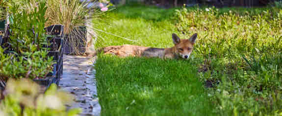 A Fox In The Rhodes House Gardens