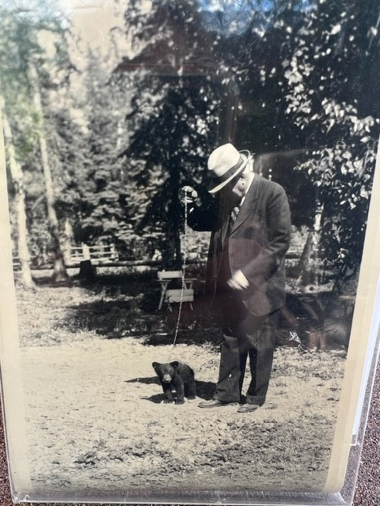 A black-and-white picture showing an old man in a suit with a baby bear at his feet. They are standing on a lawn.