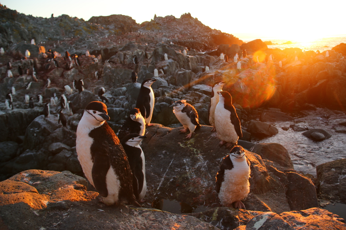 Chinstrap penguins loiter on the beach before returning to the colony.