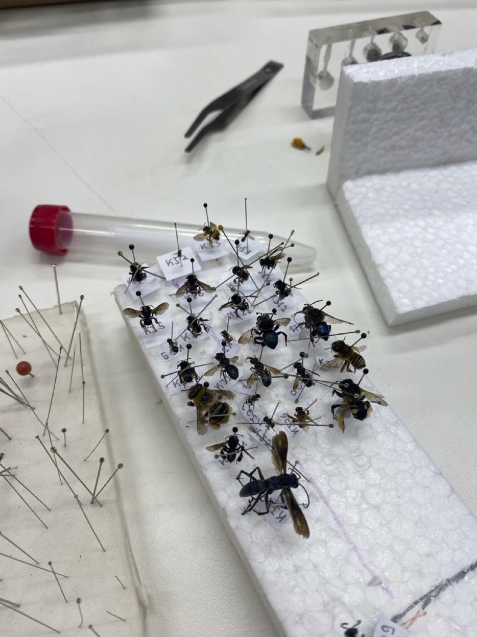 KJ Bees For Identification