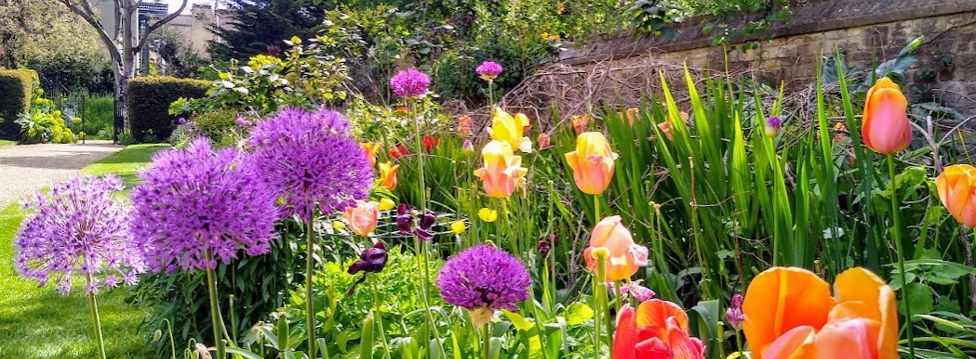 Flower border with purple and orange flowers and back wall of the Rhodes House garden.