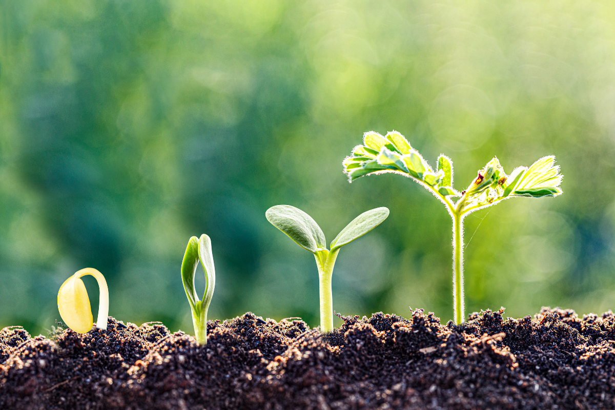 Six Musings on Growth from the Silent Lessons of Houseplants