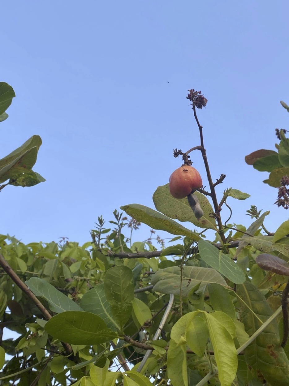 KJ Cashew Tree