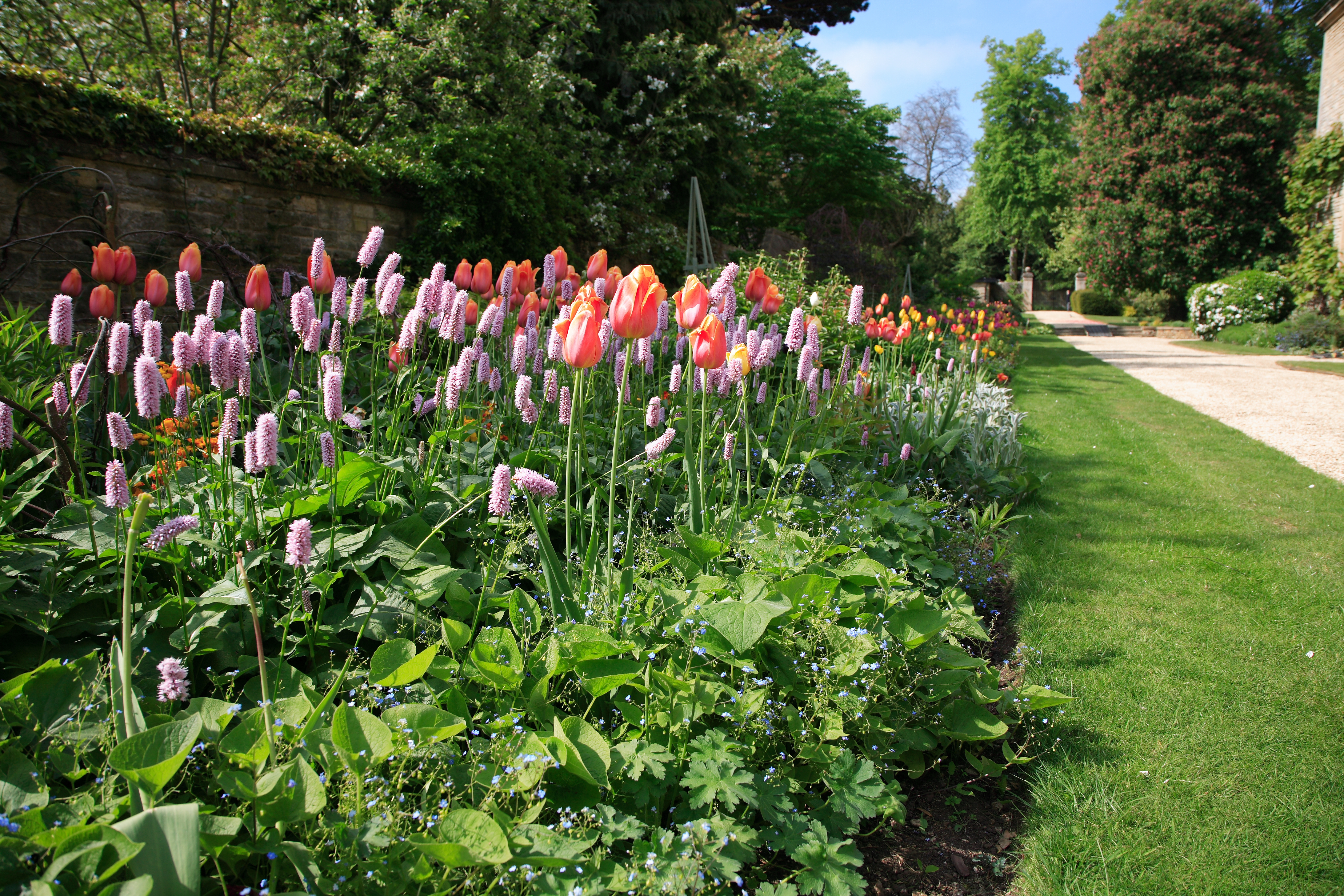 Pink flowers in Rhodes House
