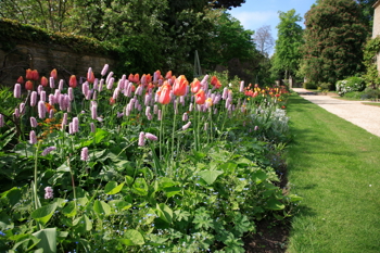 Pink flowers in Rhodes House