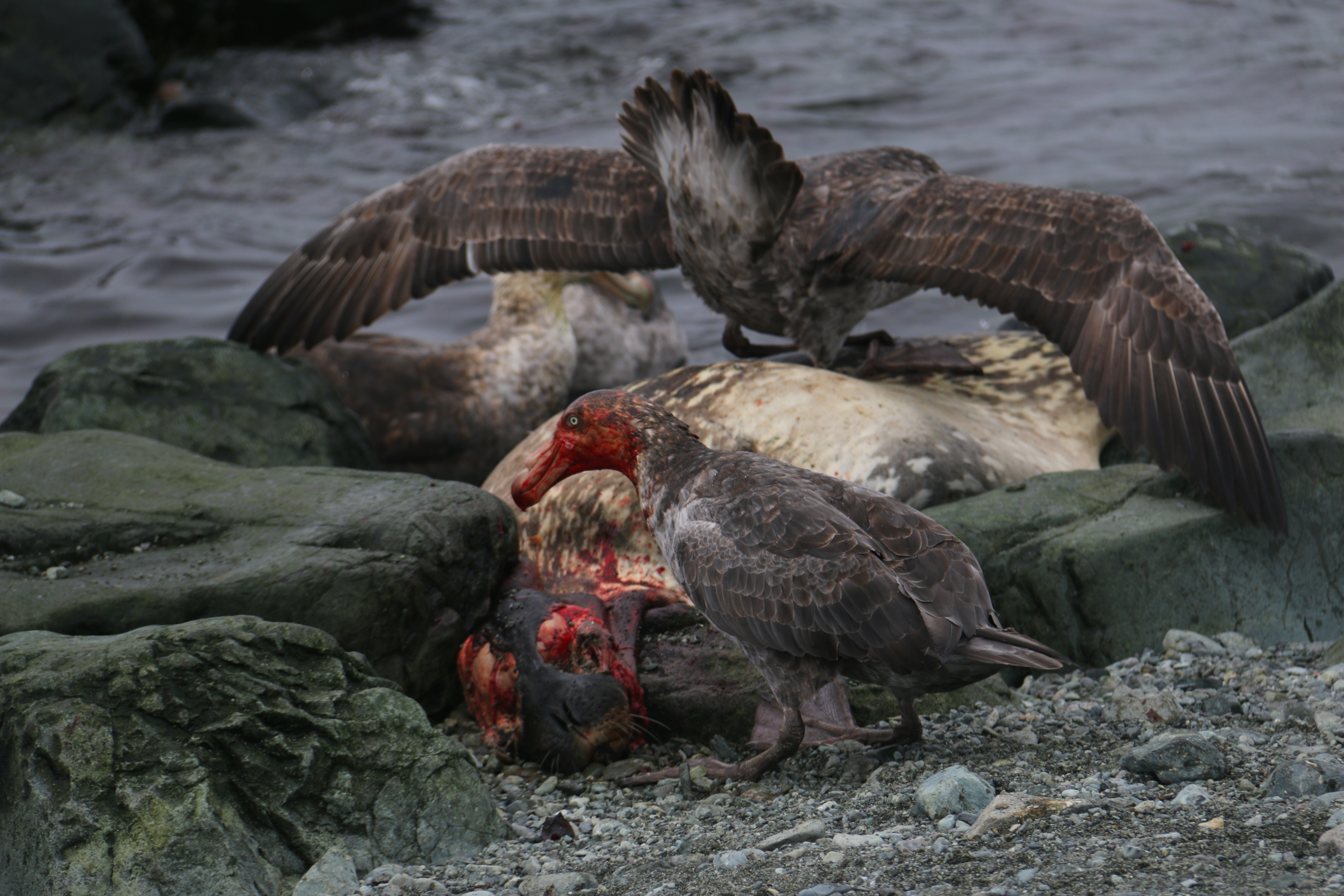 A giant petrel’s head is stained red with blood as it feasts on a Weddle seal.