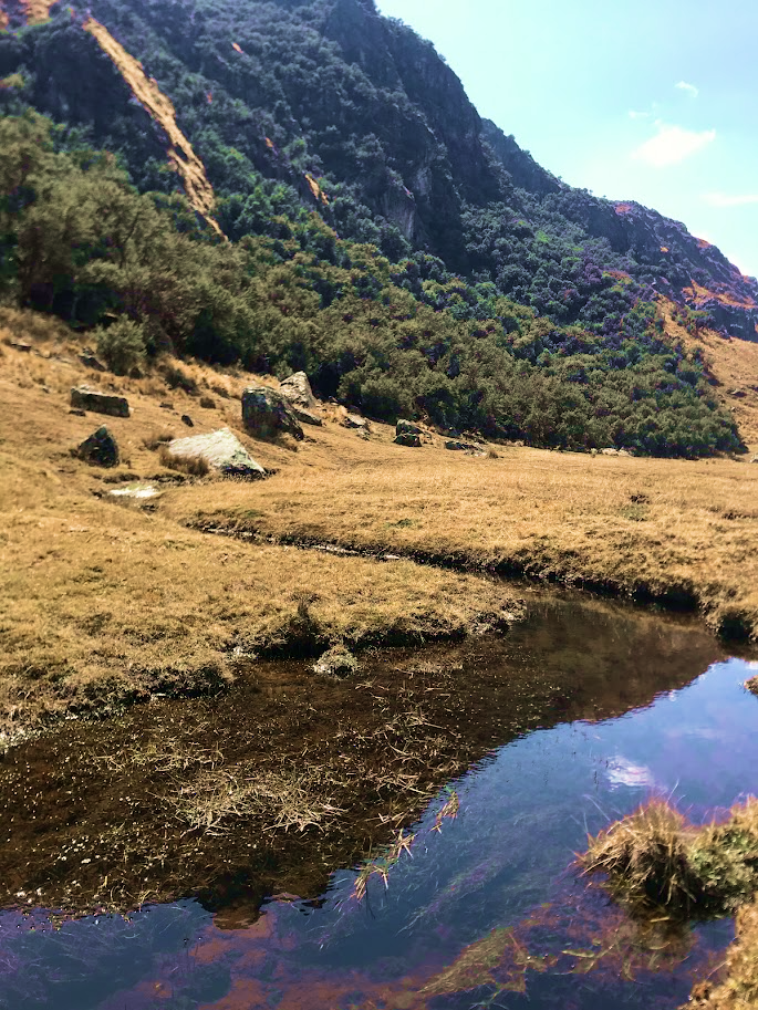 A mystical Andean forest at 4,500m above sea level. The trees are trapping the clouds and storing water in the soil which they solely release to the lower areas. Here you can see how a little wetland has formed below the forest.