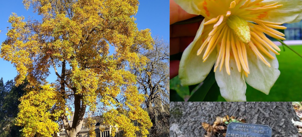 Charles Chatfield's Tree | Rhodes Trust