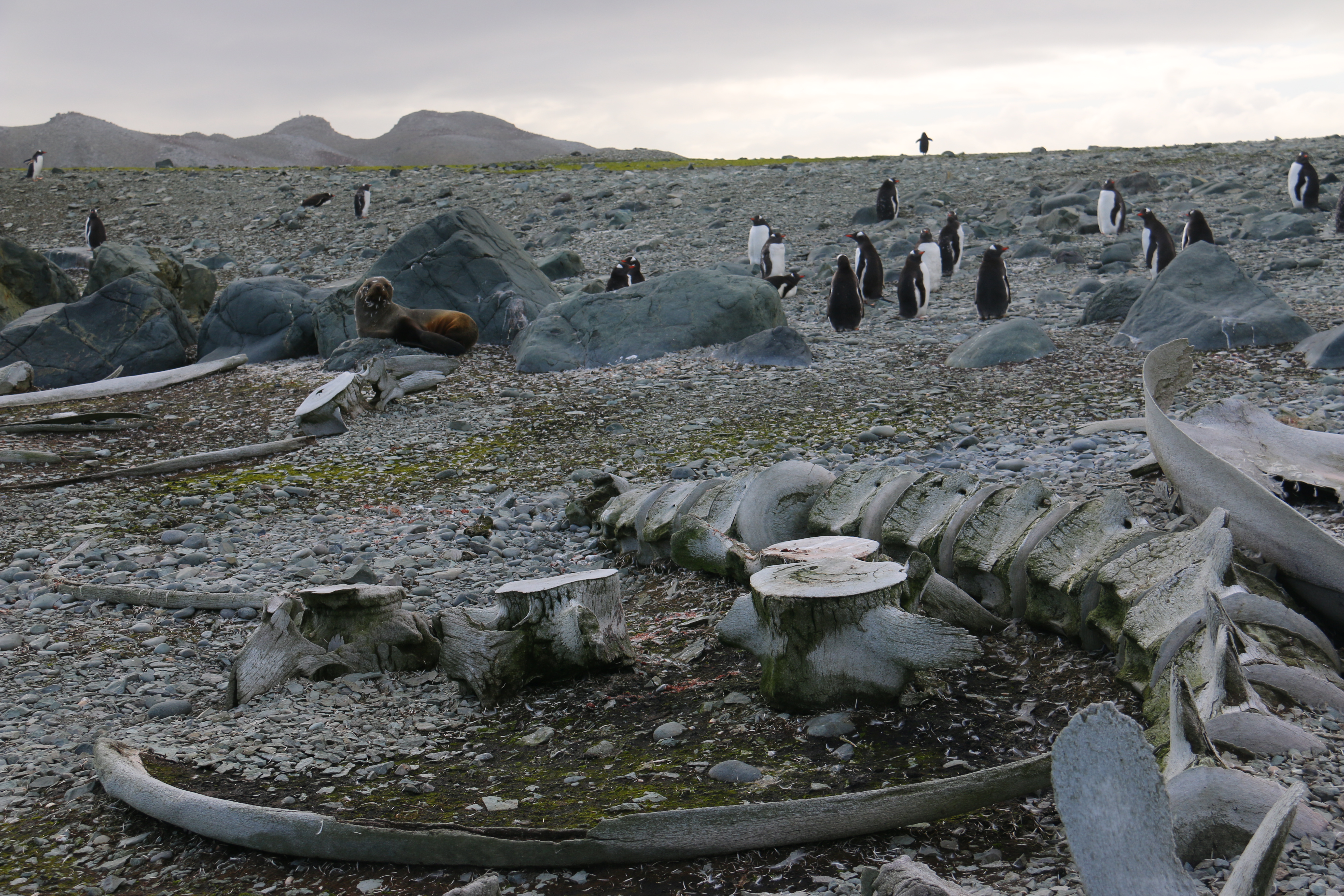 A fur seal and Gentoo penguins lounge by a whale skeleton.