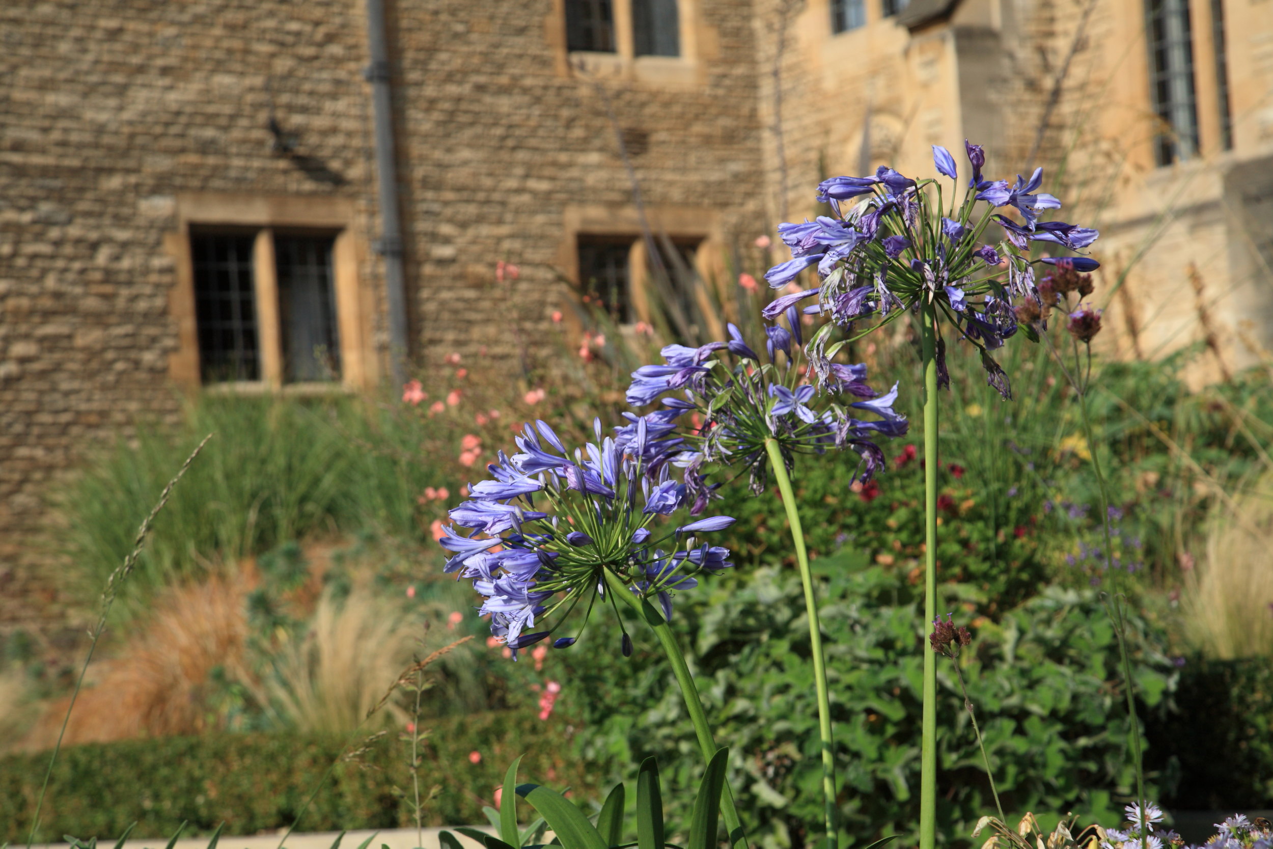 Purple flowers before Rhodes House
