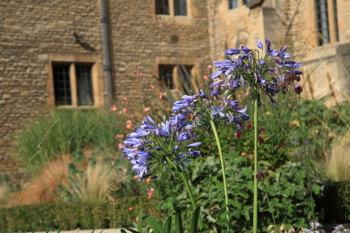 Purple flowers before Rhodes House