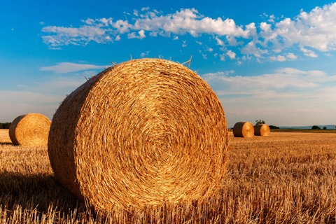 Farming for the Future: three ways to rethink youth livelihoods in the agriculture sector