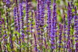 Flowers In The Rhodes House Gardens